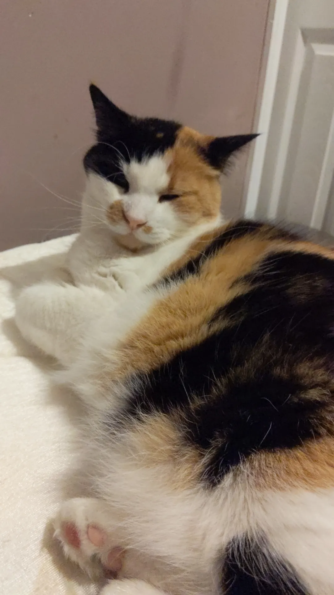 Chillingwithcats