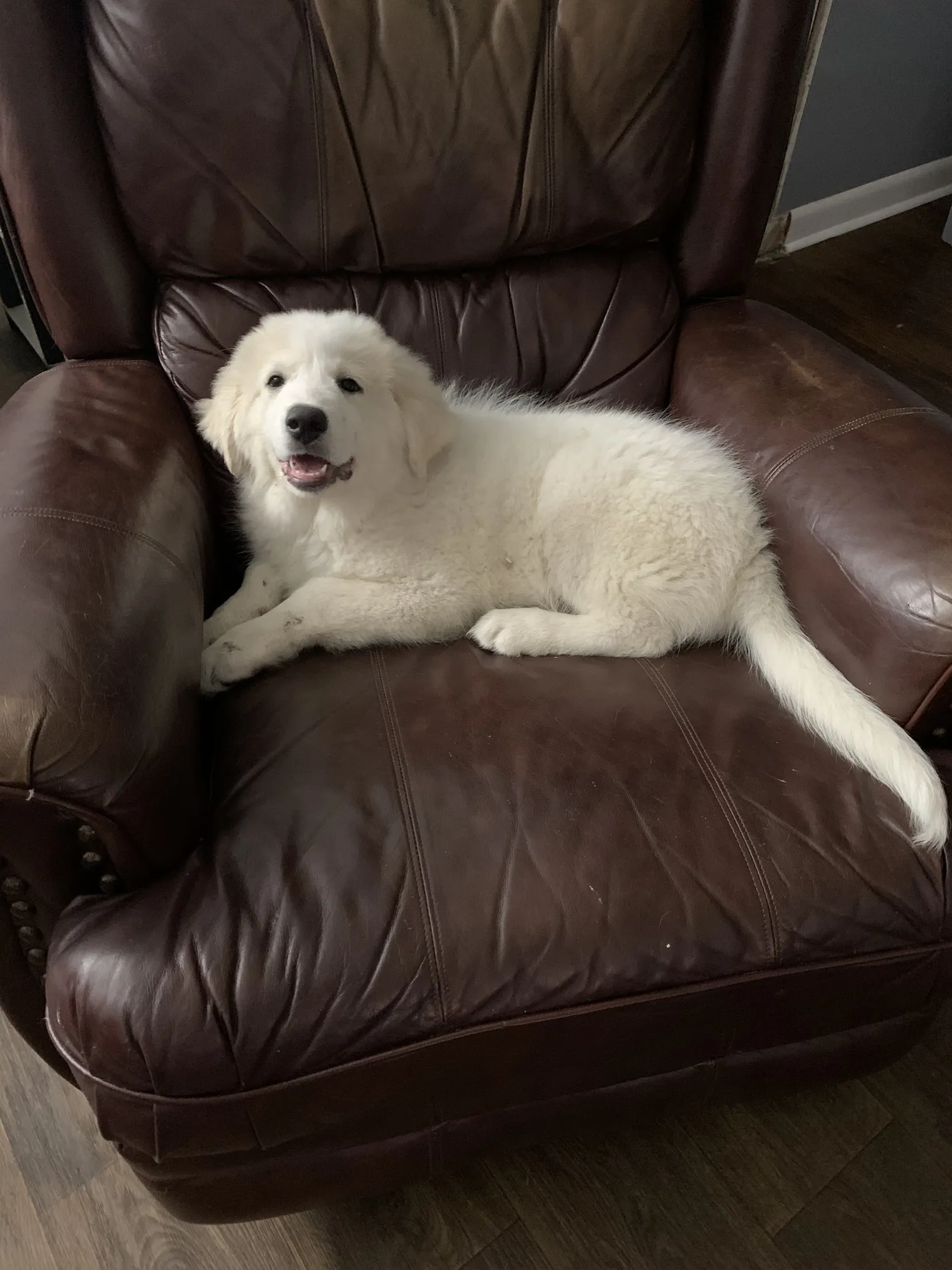 Daddys Little Helper