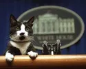 The President's Cat