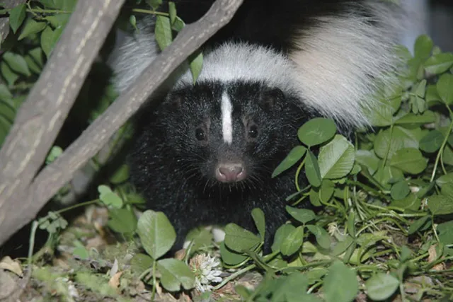 Boushskunk