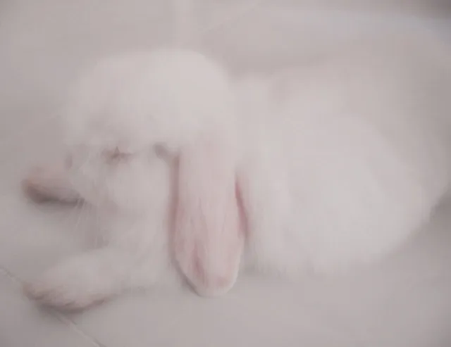 bunni